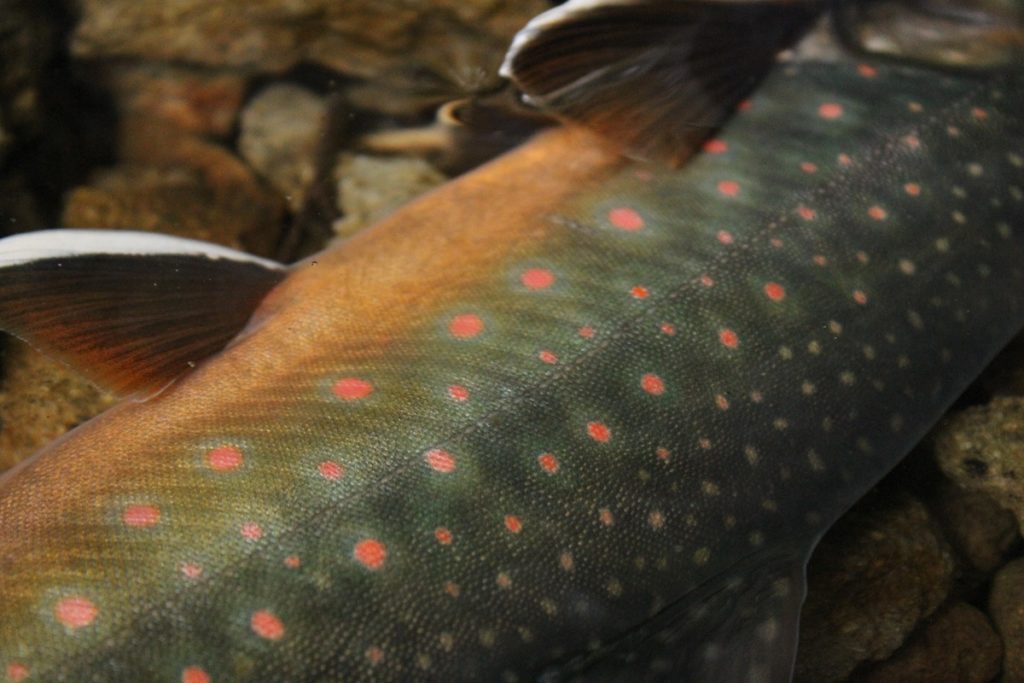 秋色のミヤベイワナ　カラフルな魚体が印象的